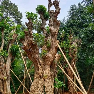 Jual Pohon Pule 3 Meter Terlengkap & Harga Terbaru Desember 2024 ...