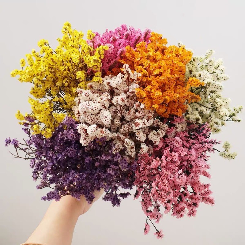 Jual [-/+4-5BATANG] CRYSTAL FLOWER NATURAL DRIED / LIMONIUM / Bunga ...