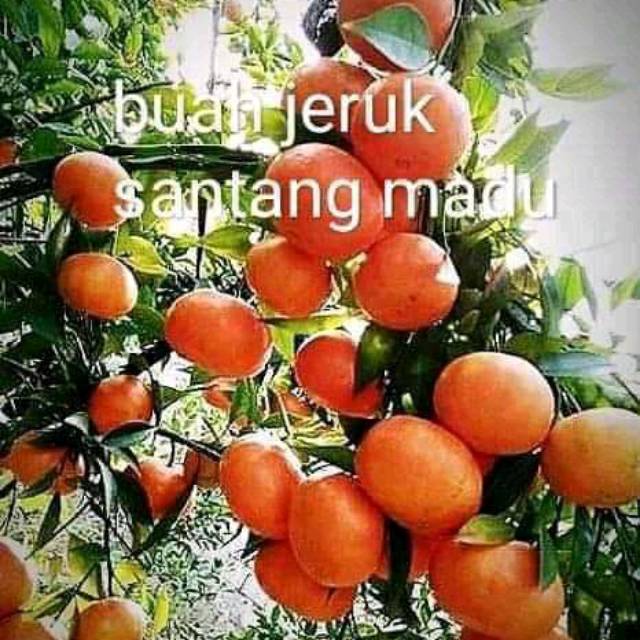 Jual Bibit Jeruk Santang Madu Manis Benih Pohon Tanaman Buah Unggul