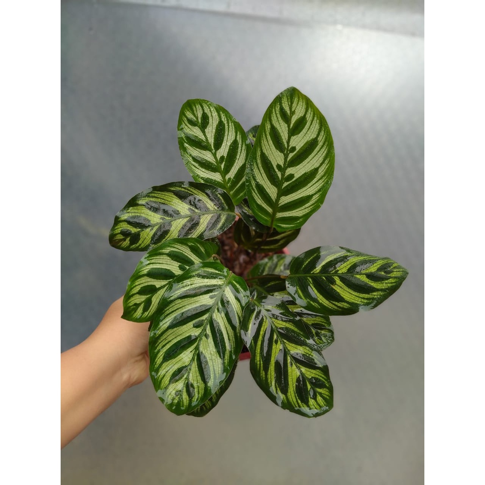 Jual Tanaman Hias Indoor Calathea Makoyana Kura Kura Shopee Indonesia