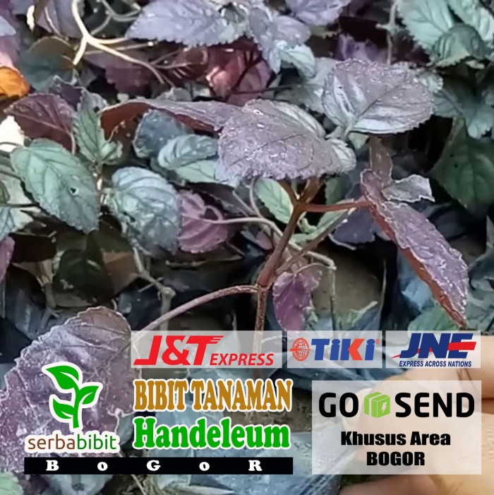 Jual Bibit Pohon Daun Ungu Tanaman Herbal Handeleum Shopee Indonesia