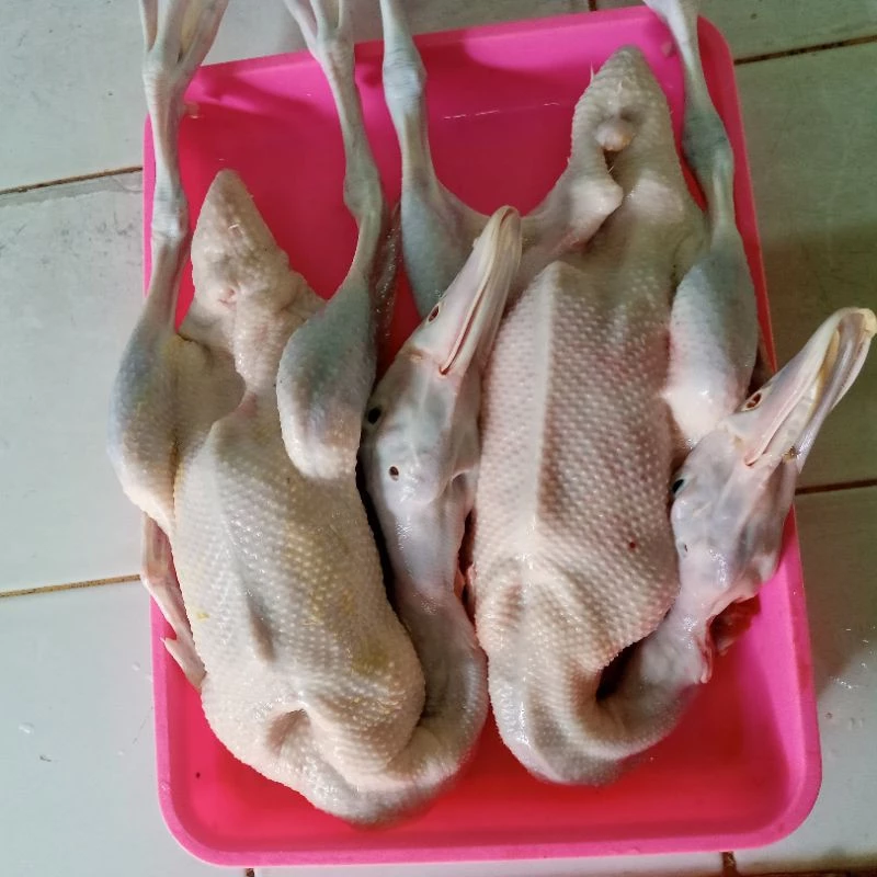 Bebek Muda Daging Lunak1.4-1.5 Kg Hidup