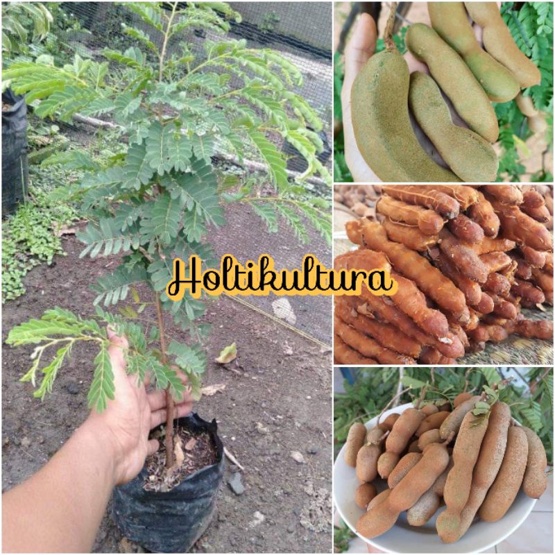 Jual Bibit Asam Jawa Asem Jawa Bahan Bonsai Holtikultura Tanaman