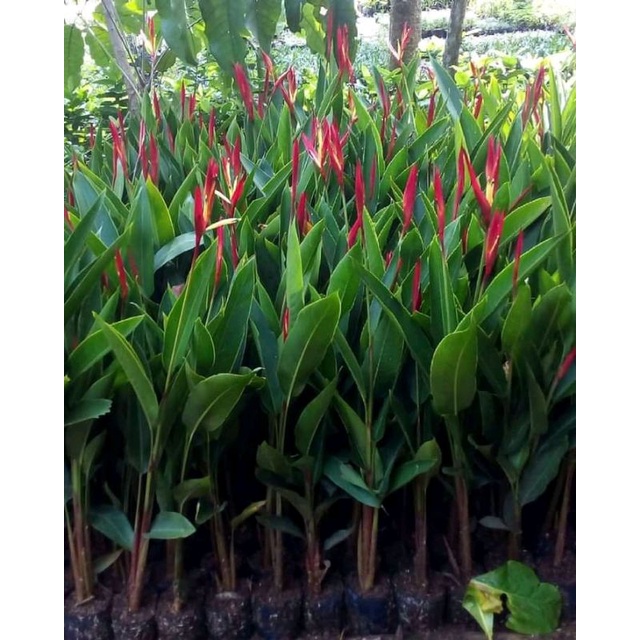 Jual Promo Tanaman Hias Pisang Heliconia Pohon Pisang Heliconia Pisang Pisangan Shopee