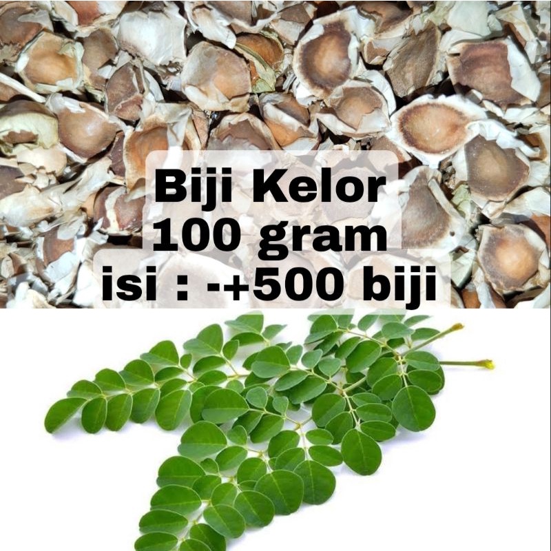 Jual Bibit Biji Benih Kelor Moringa Gram Benih Murah Shopee Indonesia