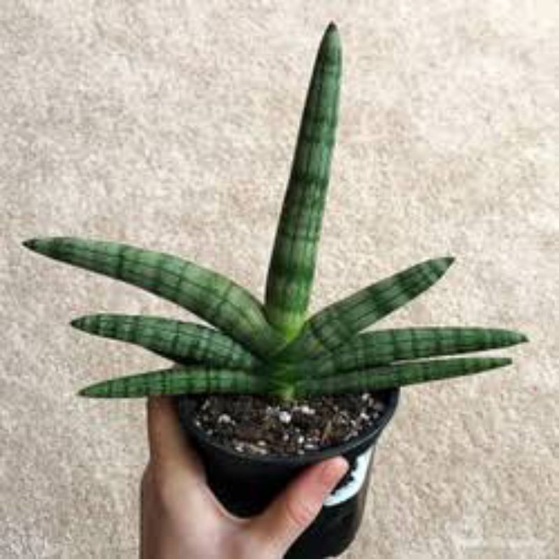 Jual sansevieria boncel/sanseviera bintang | Shopee Indonesia