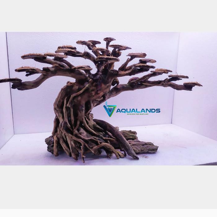 Jual Bonsai Bonsai Aquascape Akar Rasamala P40 T26 Shopee Indonesia