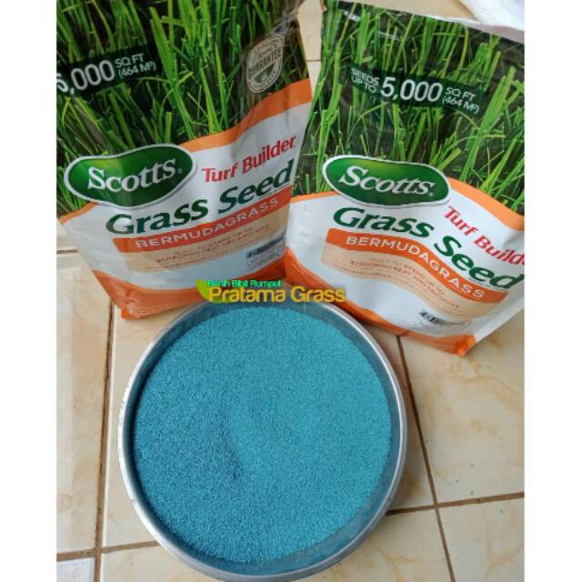 Jual Benih Bibit Rumput Jepang 1Kg - Rumput Jepang | Shopee Indonesia