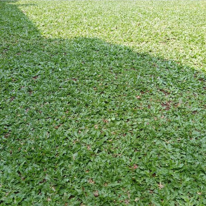 Jual Plant Art | Rumput Gajah Mini Murah Per M | Shopee Indonesia