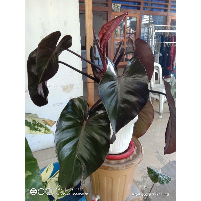 Jual philodendron black emerald | Shopee Indonesia