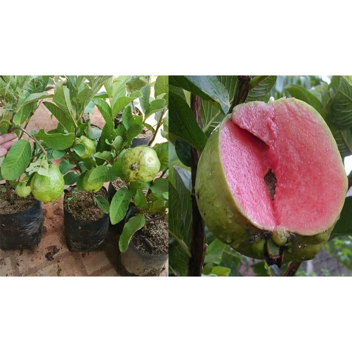 Jual Bibit Jambu Sukun Atau Kristal Merah Bibit Buah Bibit Tanaman