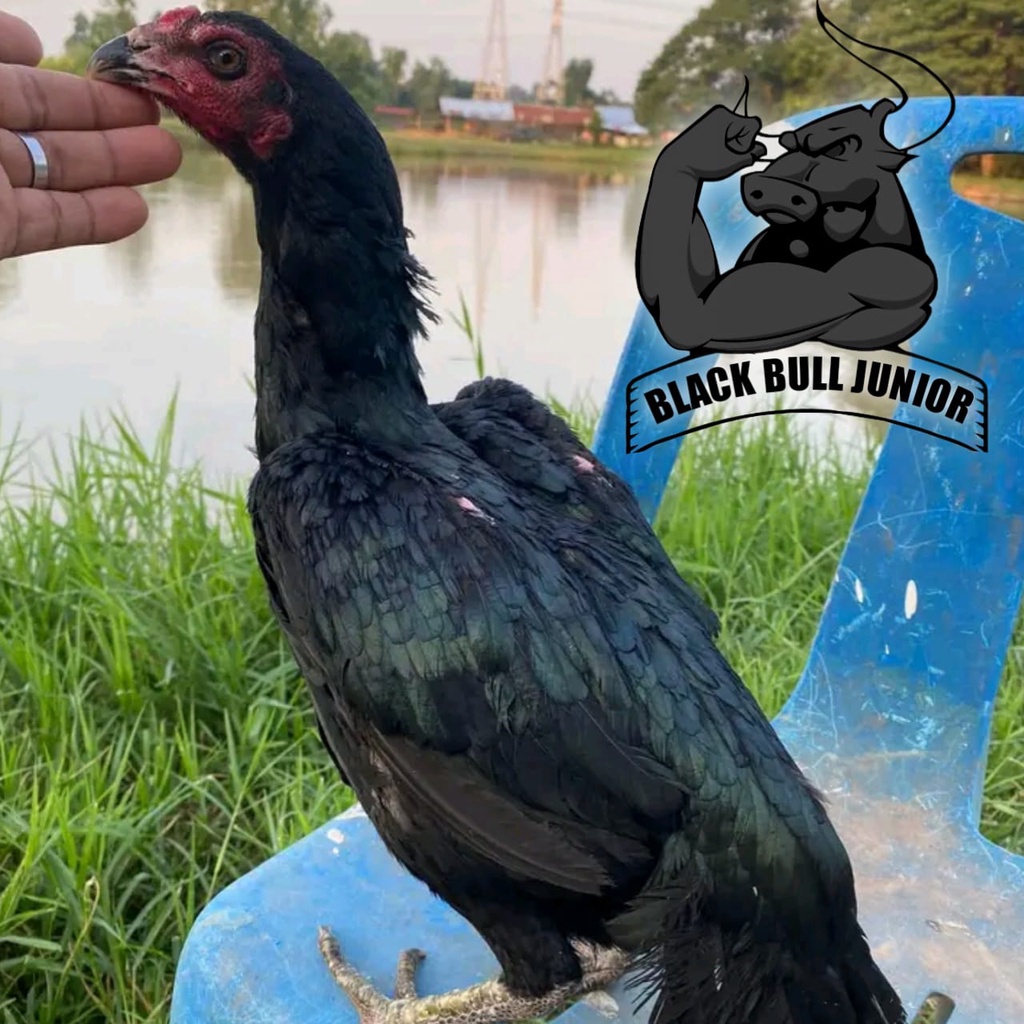 Jual Ayam Pakhoy Brutal Asli Blck Bull Line Telur Fertil Siap Tetas Perbutir Shopee Indonesia