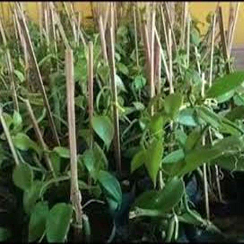 Jual Bibit Vanili Planifolia Per Meter Vanilli Vanilla Vanila Paneli Shopee Indonesia 9946