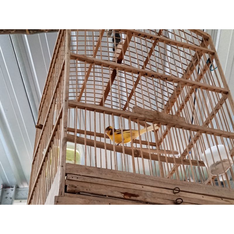 Jual burung kenari | Shopee Indonesia