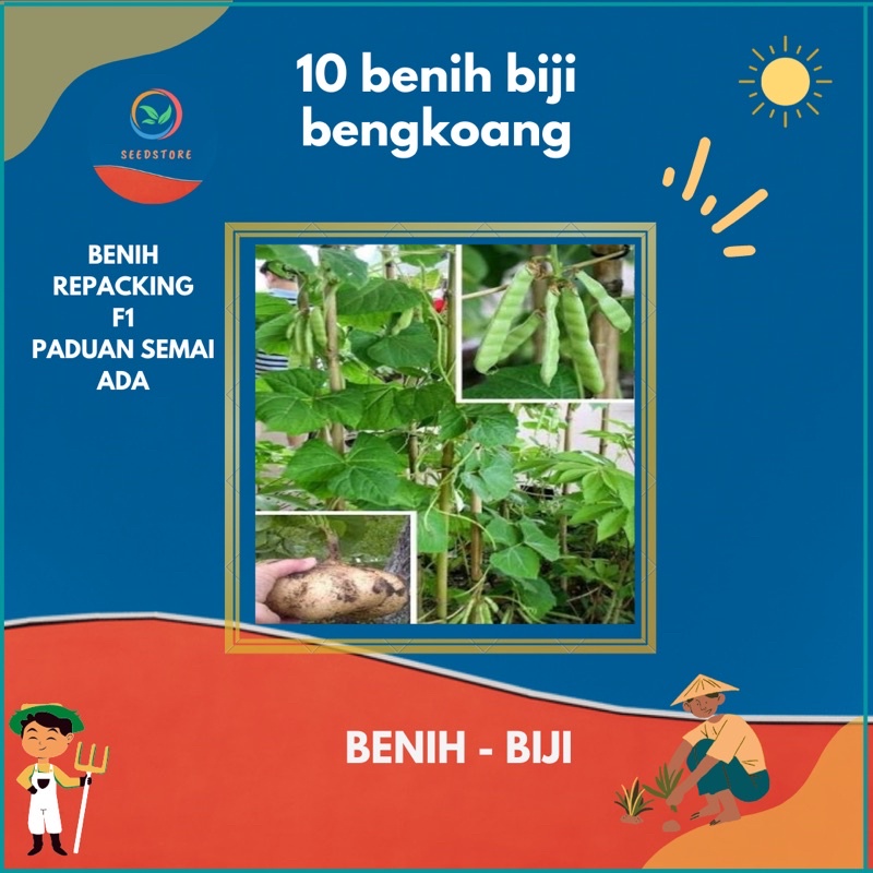 Jual 10 benih biji bengkoang | Shopee Indonesia