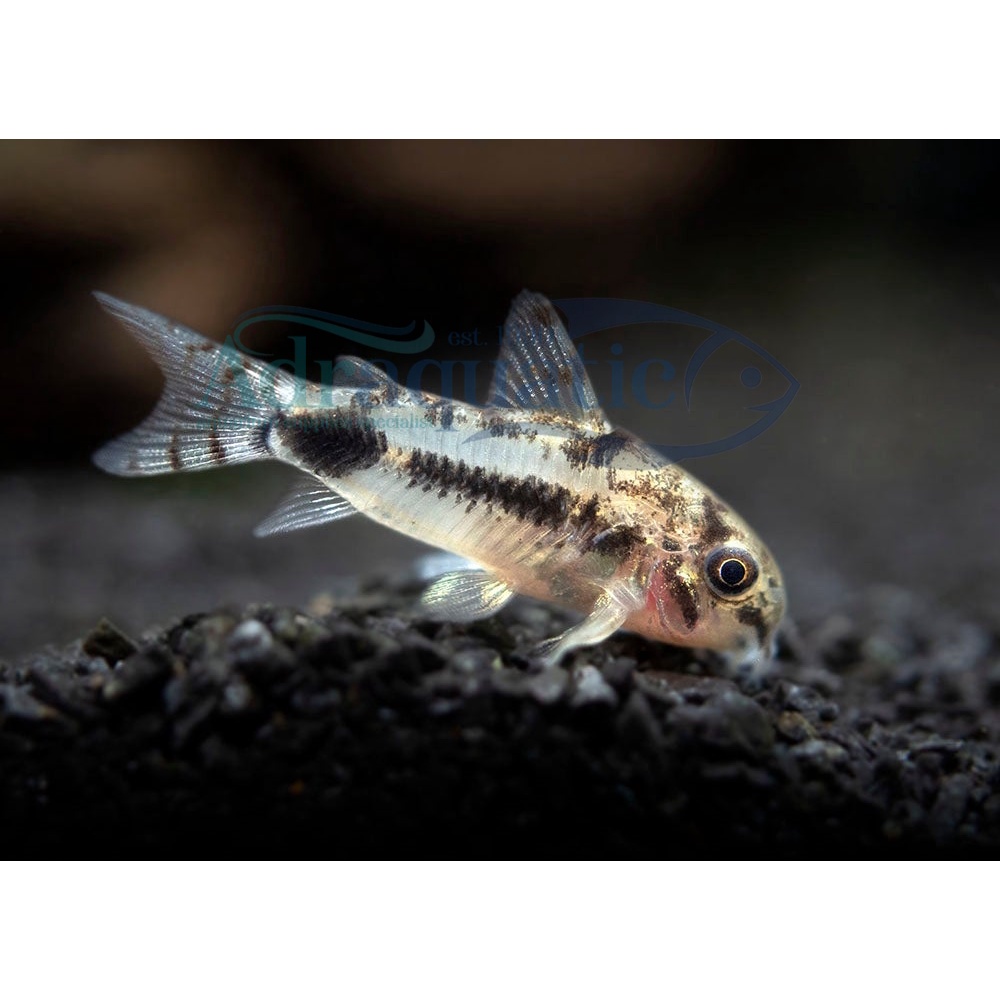 Jual (INSTANT BANDUNG) IKAN HIAS CORYDORAS PYGMY PYGMAEUS CORY CATFISH ...