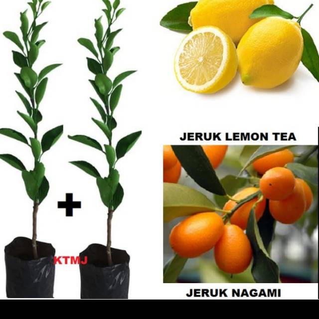 Jual Bibit Tanaman 1paket Jeruk Nagami Dan Lemon Tea Hasil Okulasi