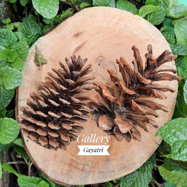 Jual BUNGA PINUS HITAM GL2 | Shopee Indonesia