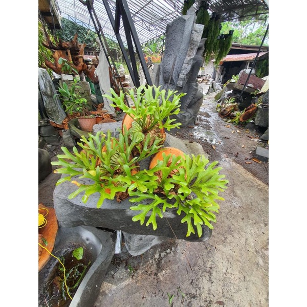 Jual Platycerium/simbar ridleyi | Shopee Indonesia