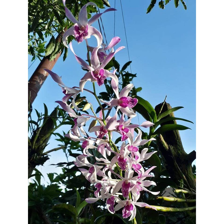 Jual dendrobium caesar warawan 35k | Shopee Indonesia