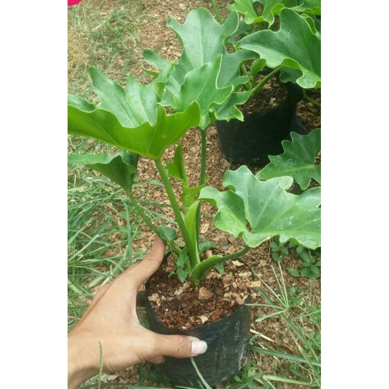 Jual Tanaman hias Pillo Dendrum | Shopee Indonesia