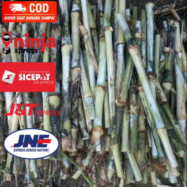 Jual Bibit rumput gajah raja king grass cutingg stek pakan bernutrisi ...