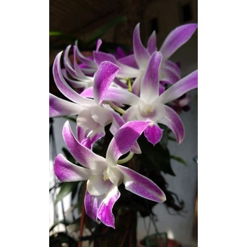 Jual anggrek dendrobium caesar pink md | Shopee Indonesia