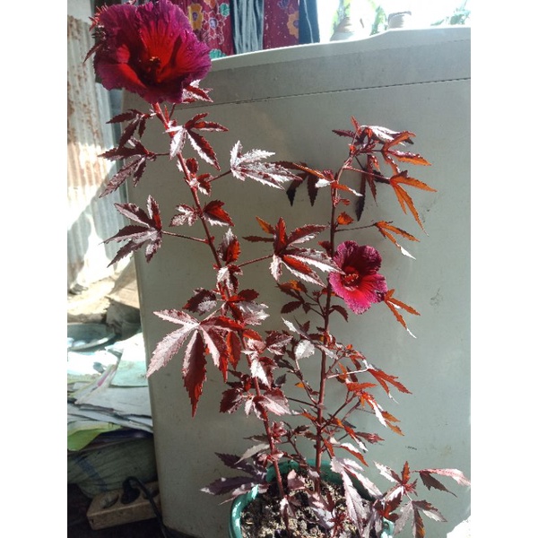 Jual RED PANAMA PROMO BAHAN BONSAI PAKET 3 POHON BUNGA HIAS MAPEL NYA ...