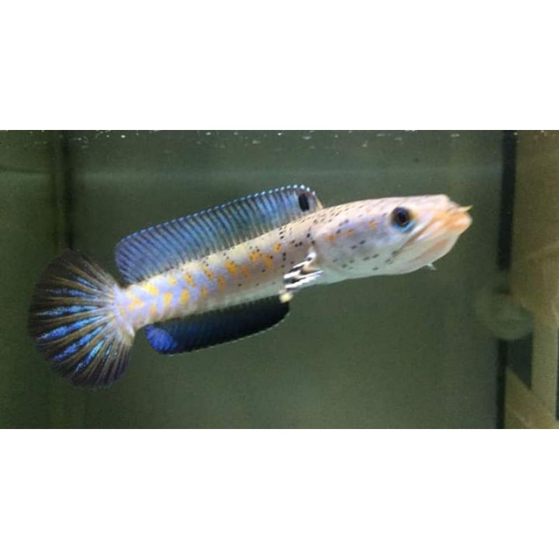 Jual channa Auranti 14cm | Shopee Indonesia