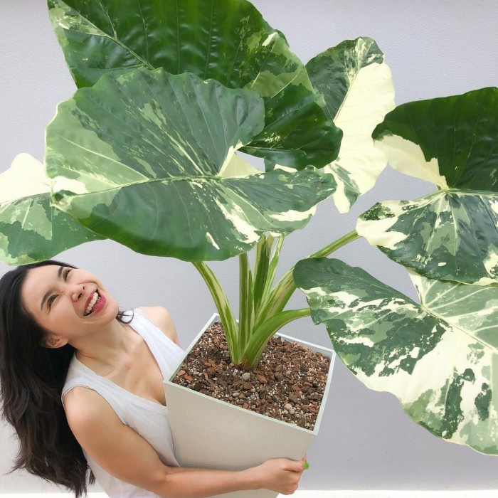 Jual alocasia Macrorrhiza Variegata, Sente Variegata, Tanaman Hias | Shopee  Indonesia