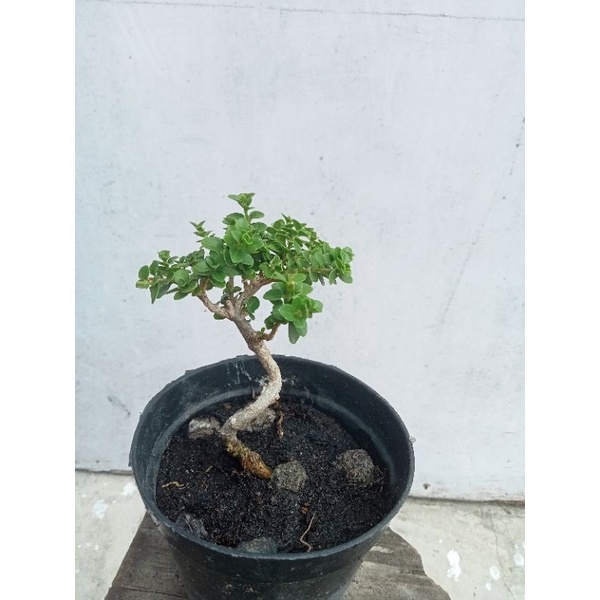 Jual Mame Sancang Bonsai Shopee Indonesia