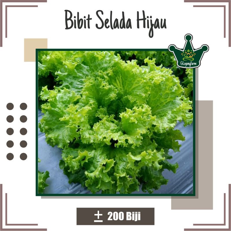 Bibit Selada Hijau Hibrida - Benih Sayuran Gloyong Farm