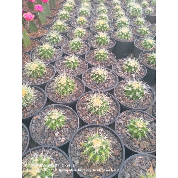 Jual golden barrel dim pot 8cm | Shopee Indonesia