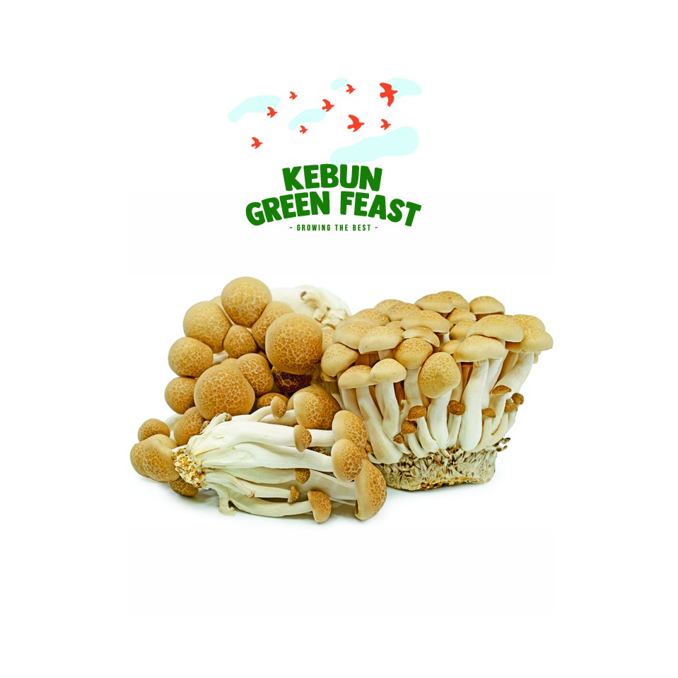 Jual Jamur Brown Shimeji Shopee Indonesia