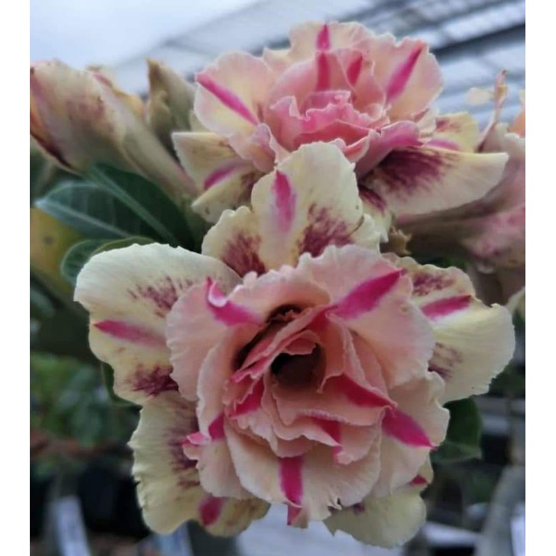 Jual Adenium Kembang Tumpuk 