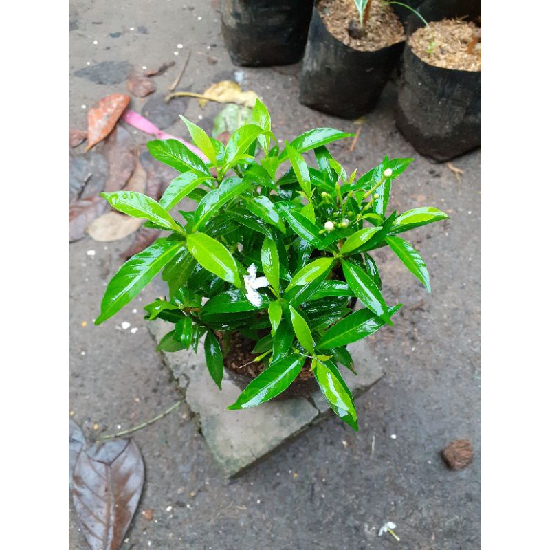 Jual Tanaman Bunga Melati China - Tanaman Hias Rombusa - Pohon Rombusa ...