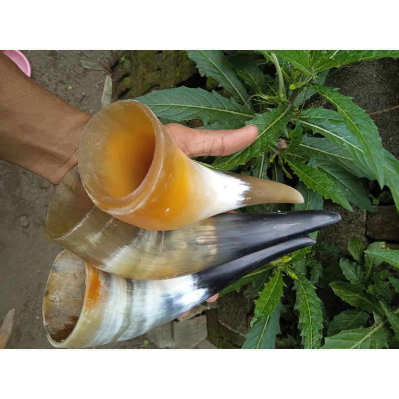 Jual bekam alat terapi pijat tanduk sapi (BUKAN SEPASANG) | Shopee ...