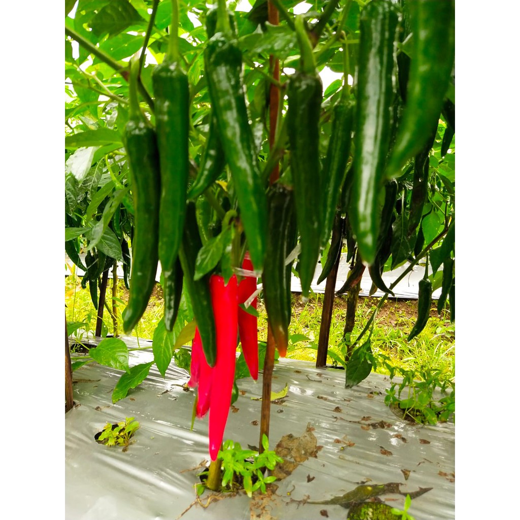 Jual Benih Cap Rusa - BENIH CABAI BESAR MIA F1 - Kemasan 10 GRAM isi ...