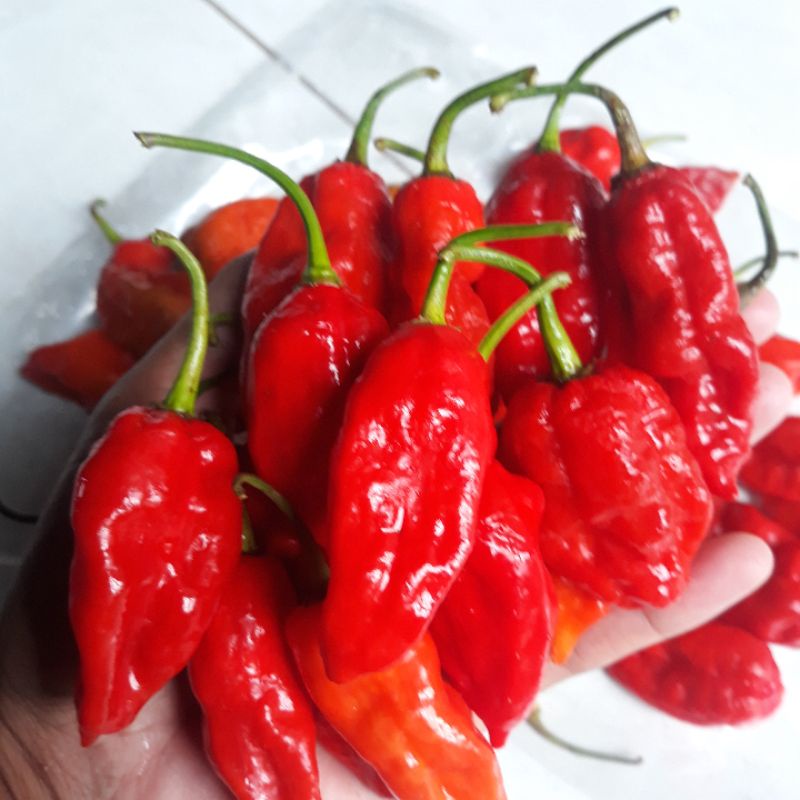 Jual 15 Seeds Benih Cabe Red Bhut Jolokia Ghost Pepper Super Pedas ...