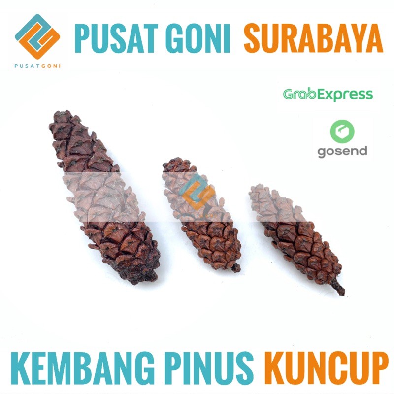 Jual Kembang Pinus Kuncup Buah Biji Pohon Pinus Bunga Kering Properti Foto Pine Cone Art 9572