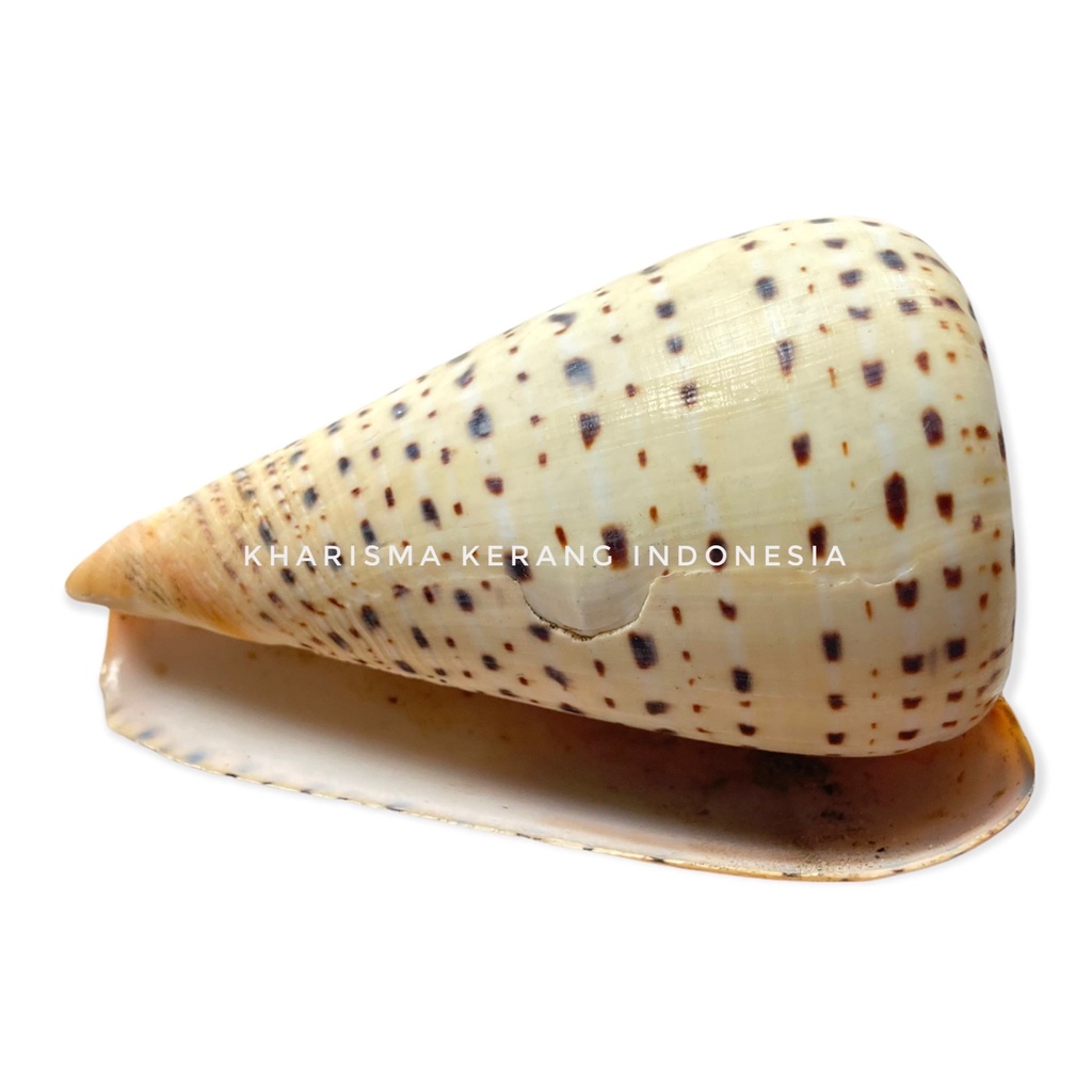 Jual KHARISMA KERANG INDONESIA CONUS LEOPARDUS SHELL CANGKANG KERANG ...