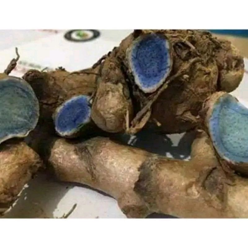 Jual kunyit hitam lokal/ 1 kg | Shopee Indonesia