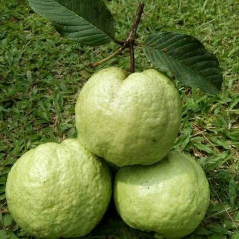 Jual Tanaman Bibit Buah Jambu Kristal Cangkok Keadaan Berbunga Dan