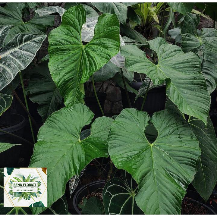 Jual tanaman hias anthurium baloanum/anturiumtitanic murah | Shopee  Indonesia