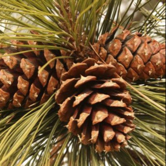 Jual Bunga pinus , buah pinus kering | Shopee Indonesia