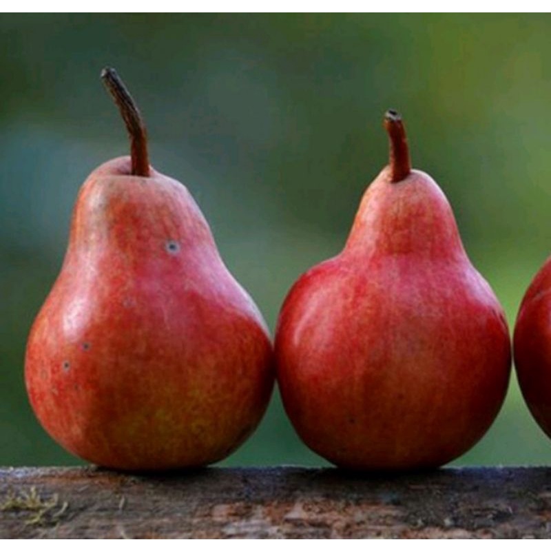 Jual BIBIT BUAH PEAR MERAH / PIR MERAH HASIL CANGKOK | Shopee Indonesia