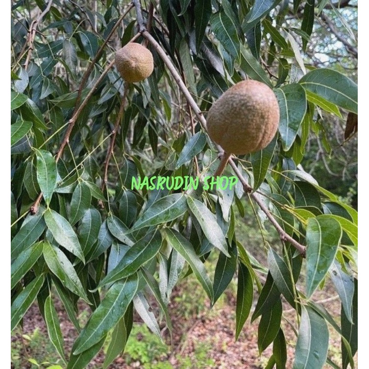 Jual Daun Mahoni Segar Kg Langsung Petik Daun Buah Mahoni Shopee