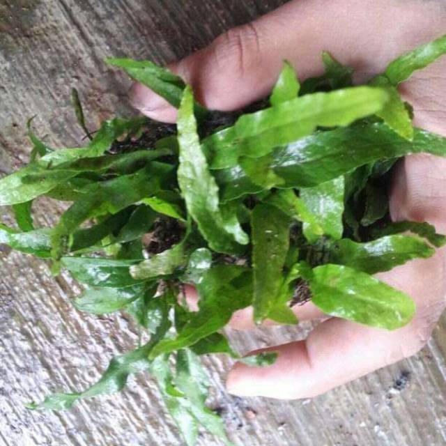 Jual Java peren . Kadaka mini jual per ikat Tanaman aquascape | Shopee ...