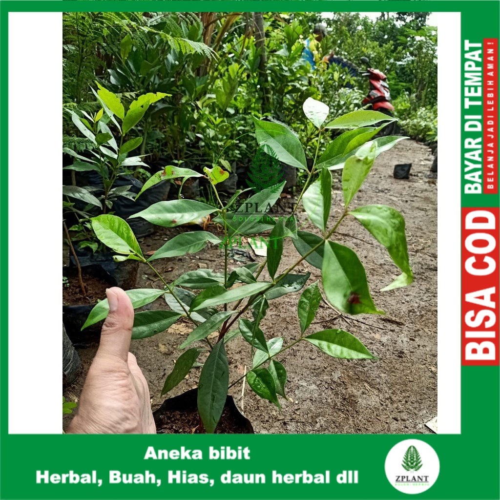 Jual Bibit Pohon Daun Salam Sayur - Tanaman Herbal Bumbu Masak Dapur ...