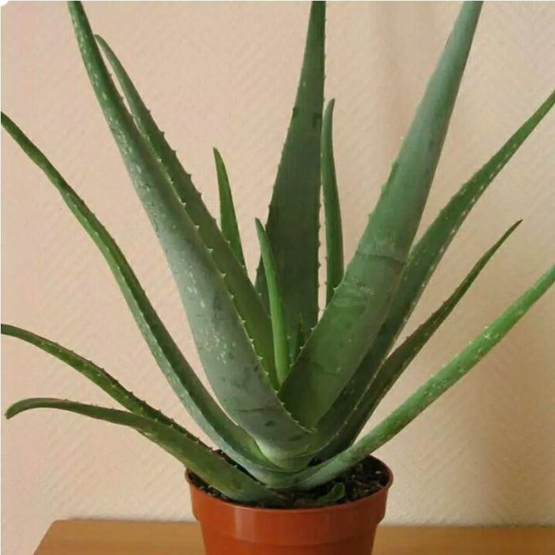 Jual Bibit Tanaman Bunga Lidah Buaya Jumbo Aloevera Jumbo Super